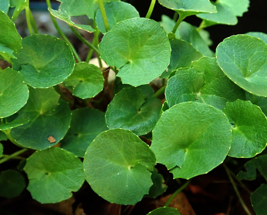 Gotu Kola